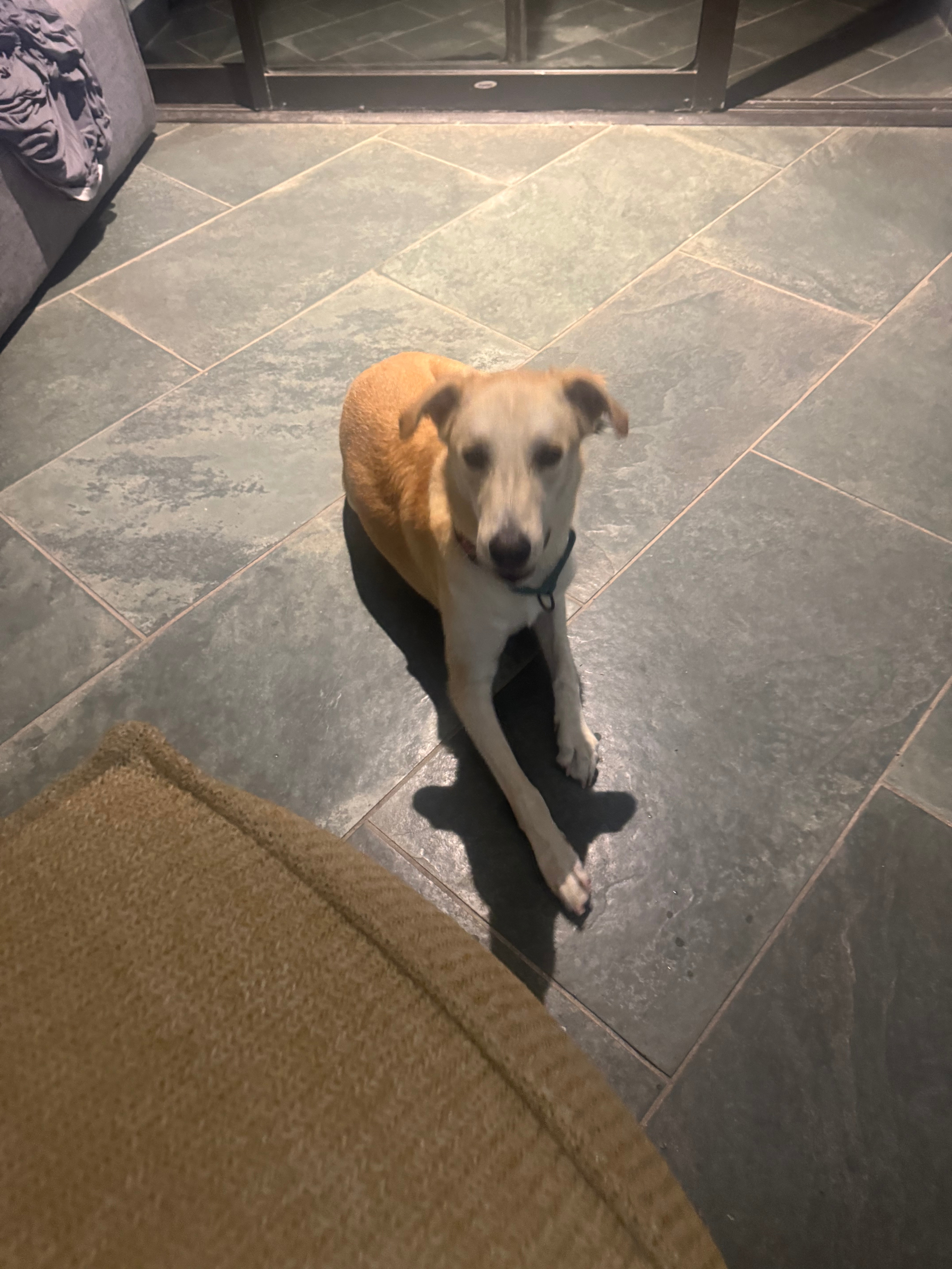 Blanca — A mellow foster girl looking for her forever home in Puerto Rico. Rated 10/10 by professional dog petter Alex Kane.