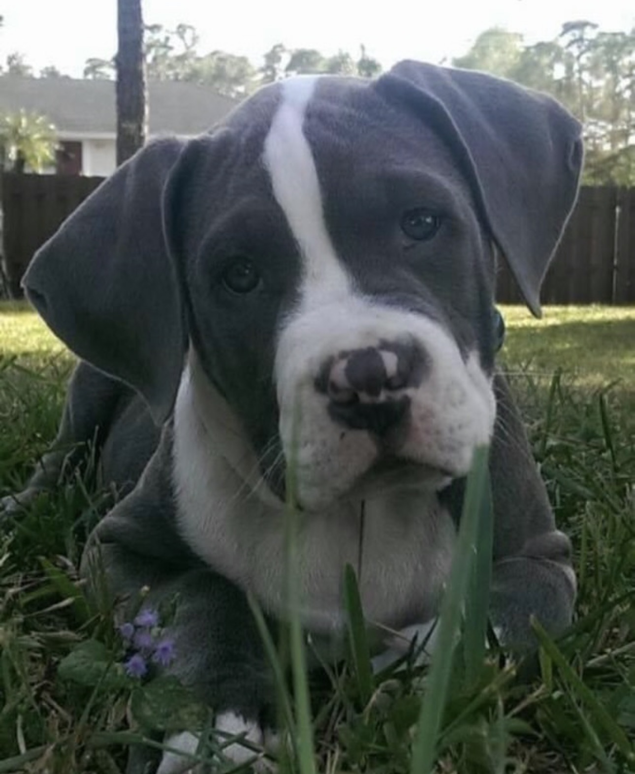 Kobi