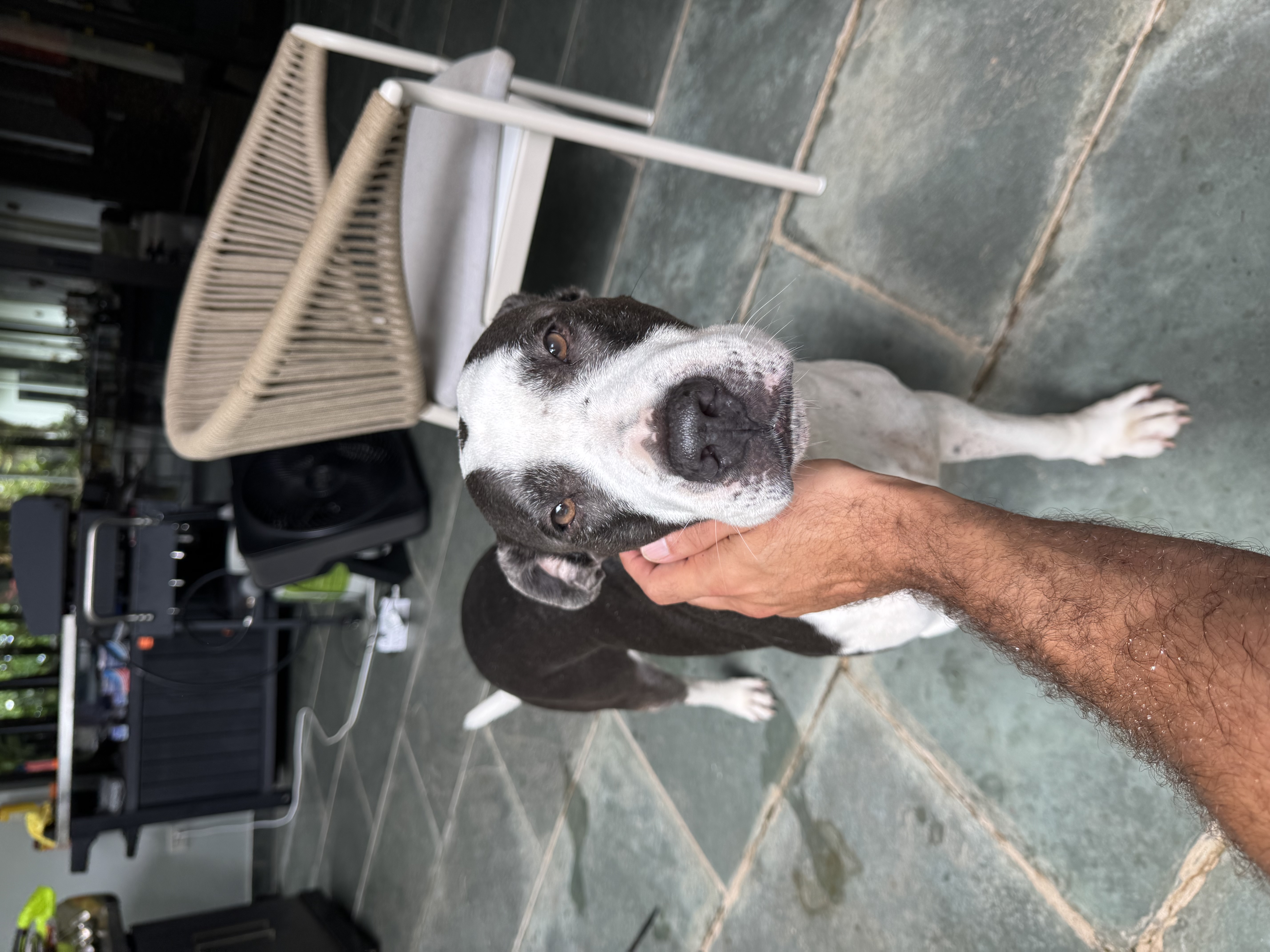 Rocky — A friend's good boy soaking up the Puerto Rico sunshine. Rated 10/10 by professional dog petter Alex Kane.