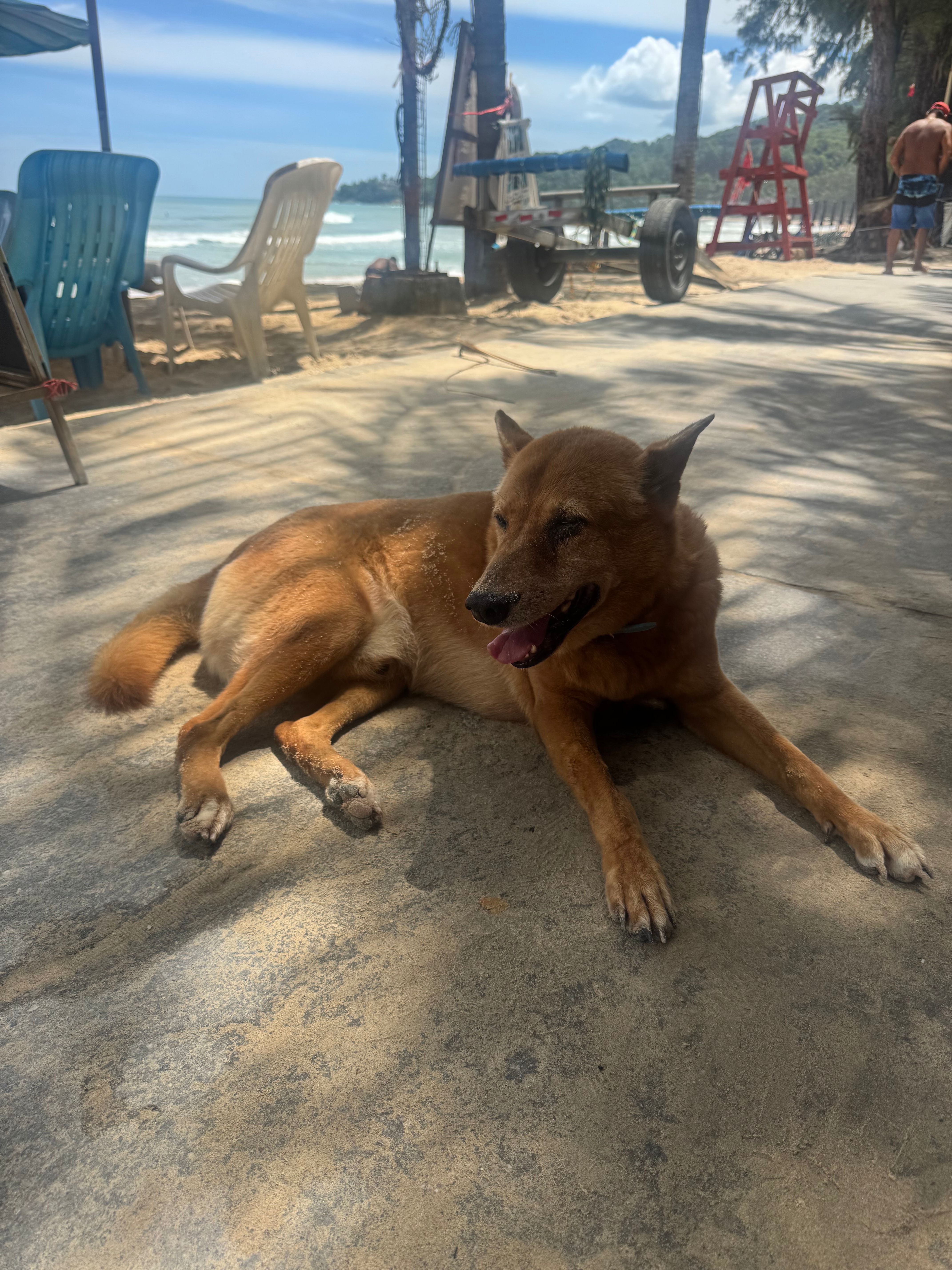 Thailand Beach Dog — Sandy good boy living the island life. Rated 10/10 by professional dog petter Alex Kane.