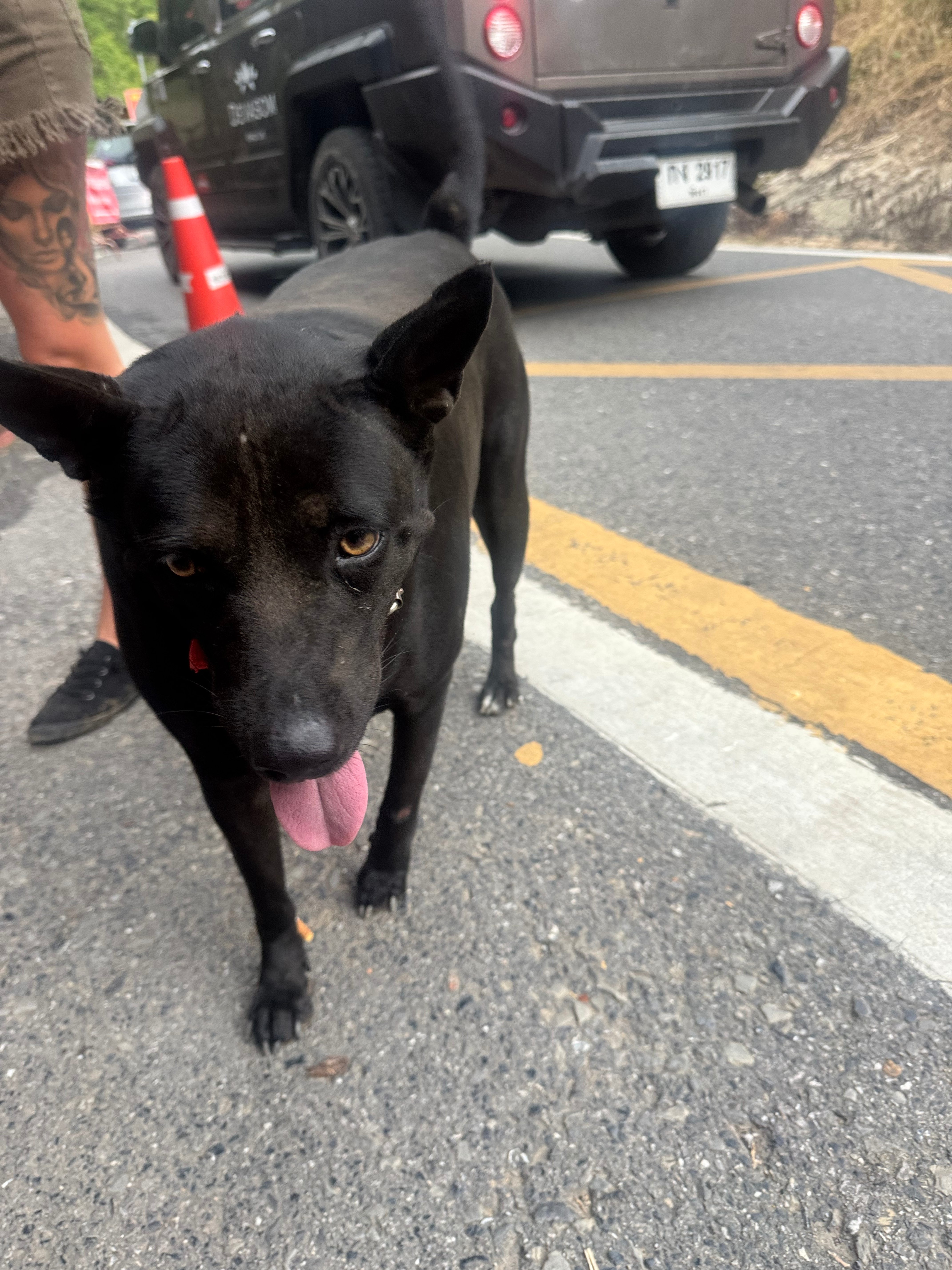 Black — Sleek jungle explorer of Khao Sok National Park. Rated 10/10 by professional dog petter Alex Kane.