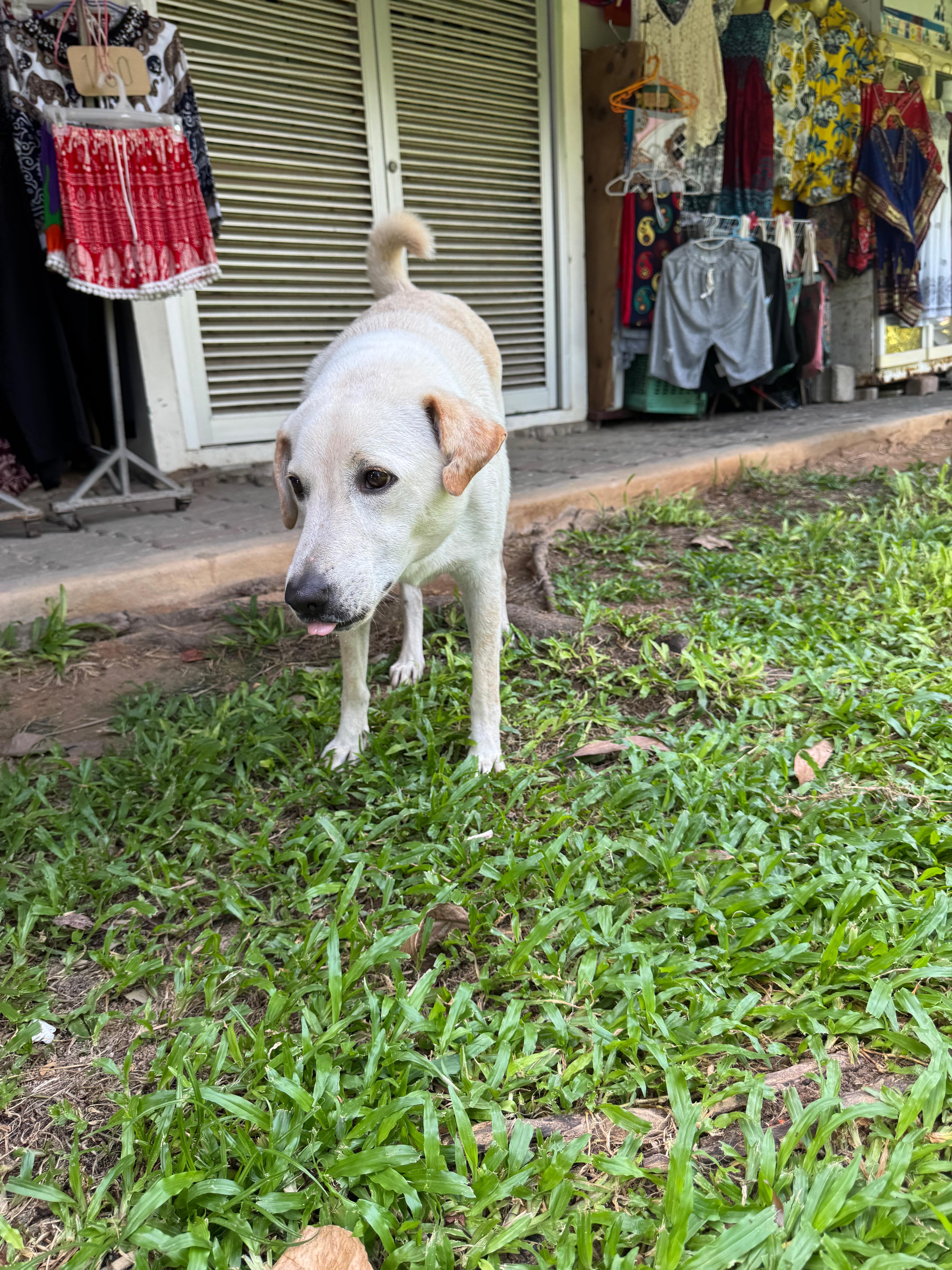 Thailand Market Dog — Curious wanderer of the market stalls. Rated 10/10 by professional dog petter Alex Kane.